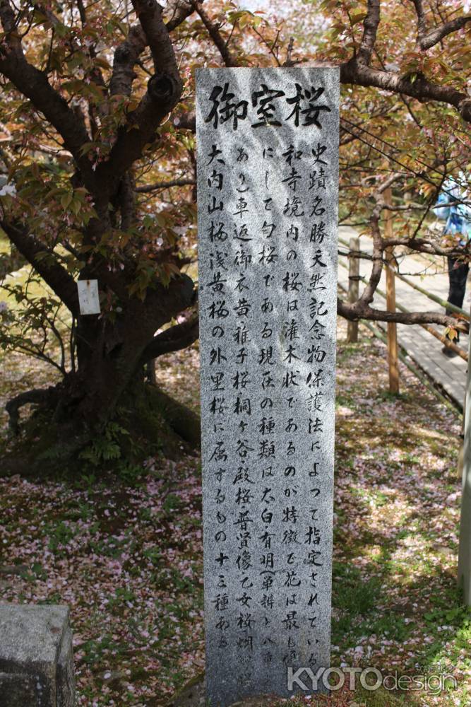 仁和寺 御室桜