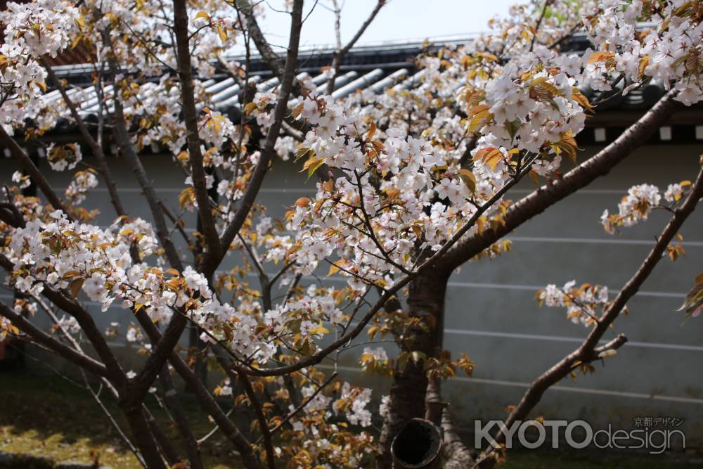 仁和寺　御室桜1