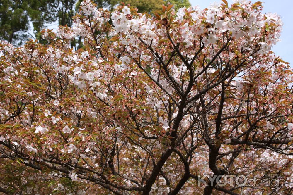 仁和寺　御室桜2