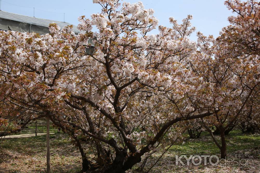 仁和寺 御室桜3