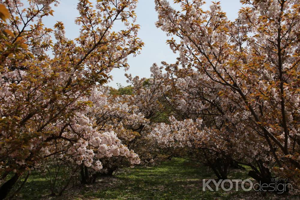 仁和寺 御室桜4