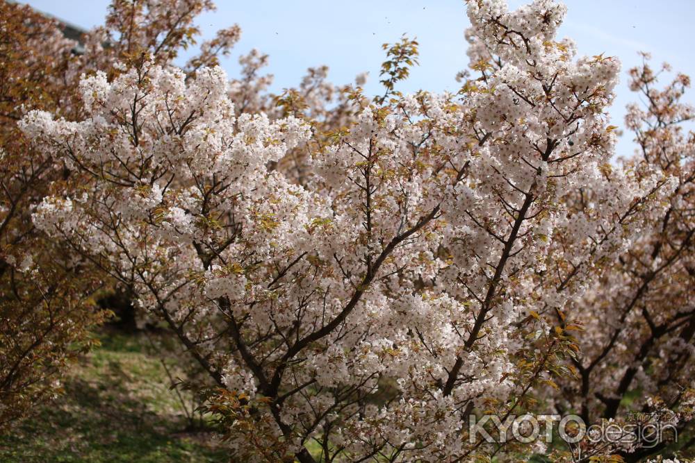 仁和寺 御室桜5