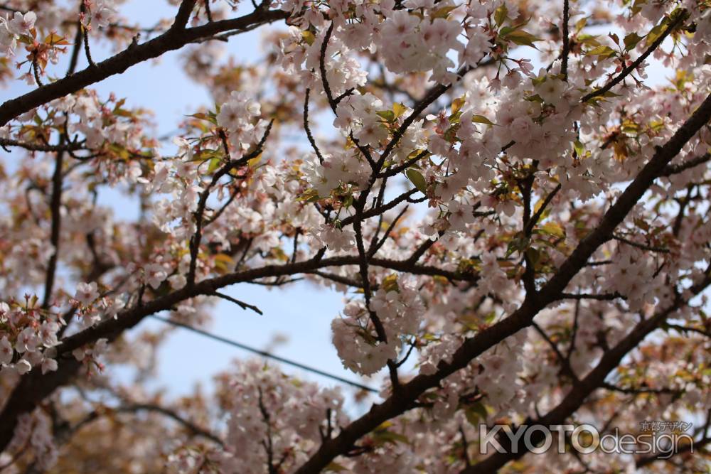 仁和寺 御室桜6