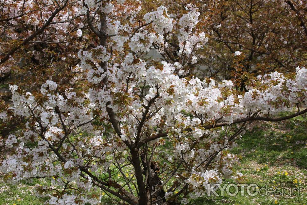 仁和寺 御室桜7