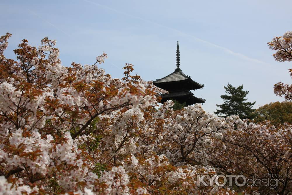 仁和寺 御室桜8