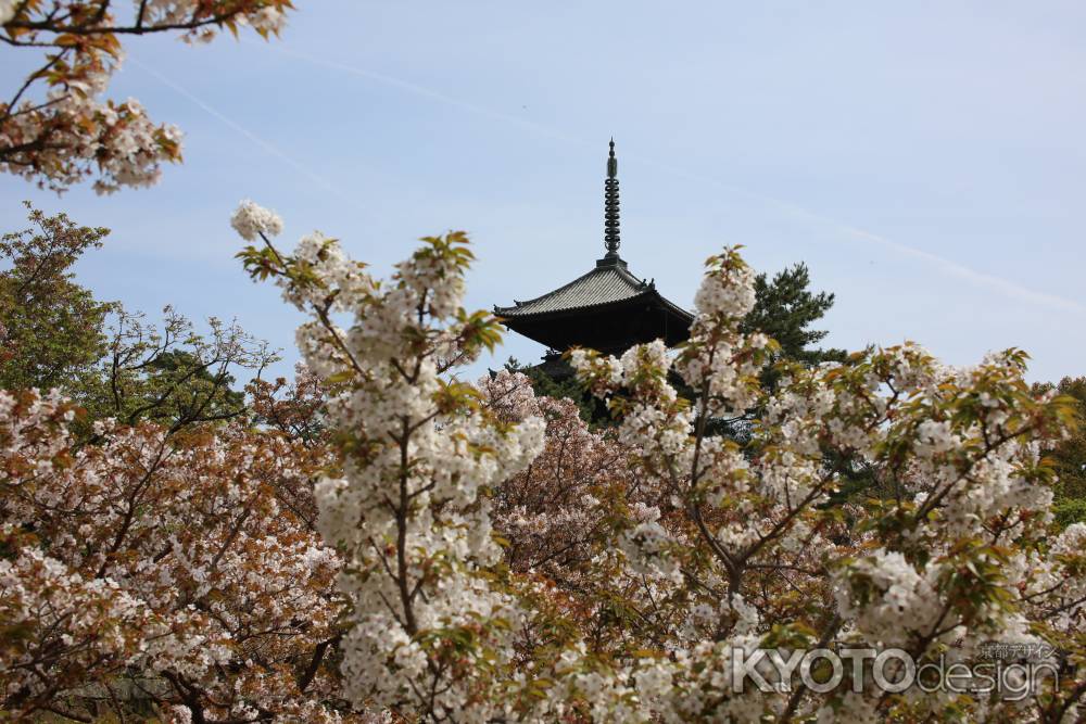 仁和寺 御室桜9