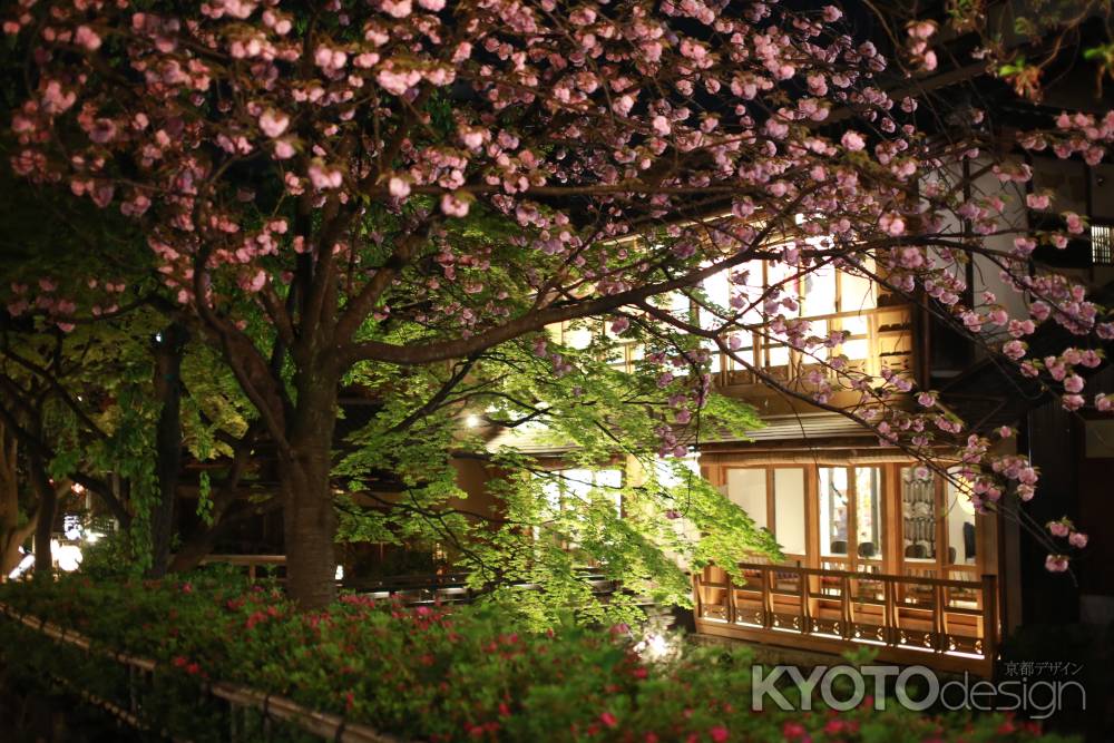 祇園白川　夜桜