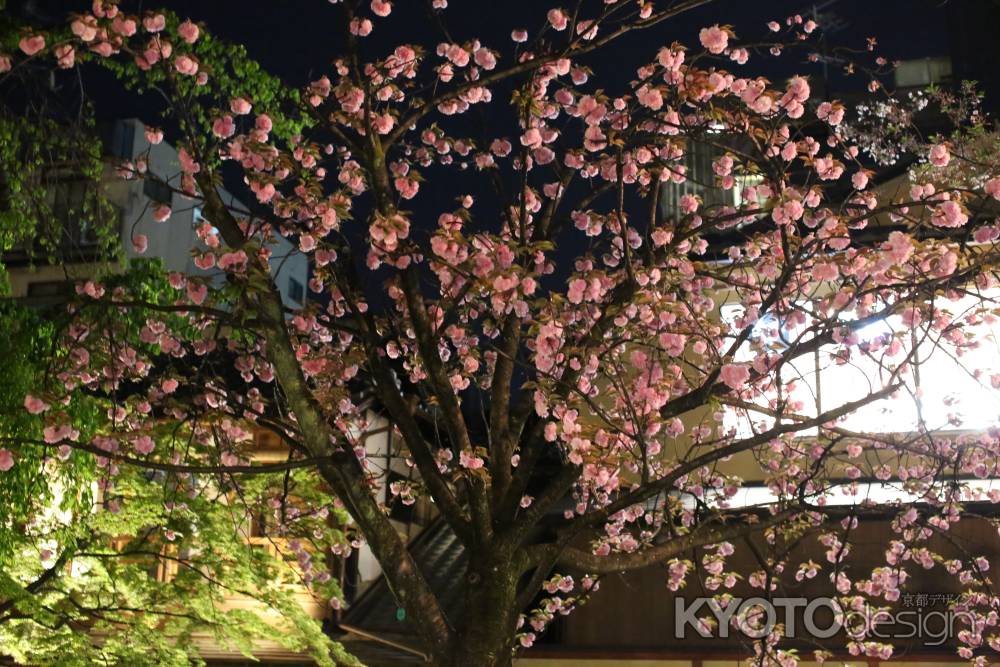 祇園白川　夜桜3