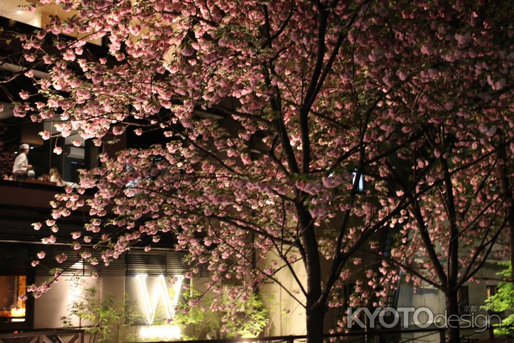 祇園白川　夜桜5