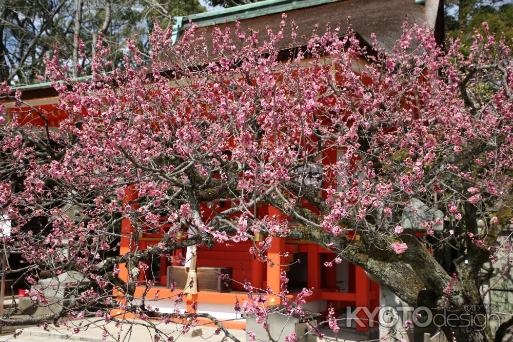 北野天満宮 地主社前の紅梅