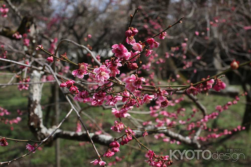 北野天満宮 梅苑⑤