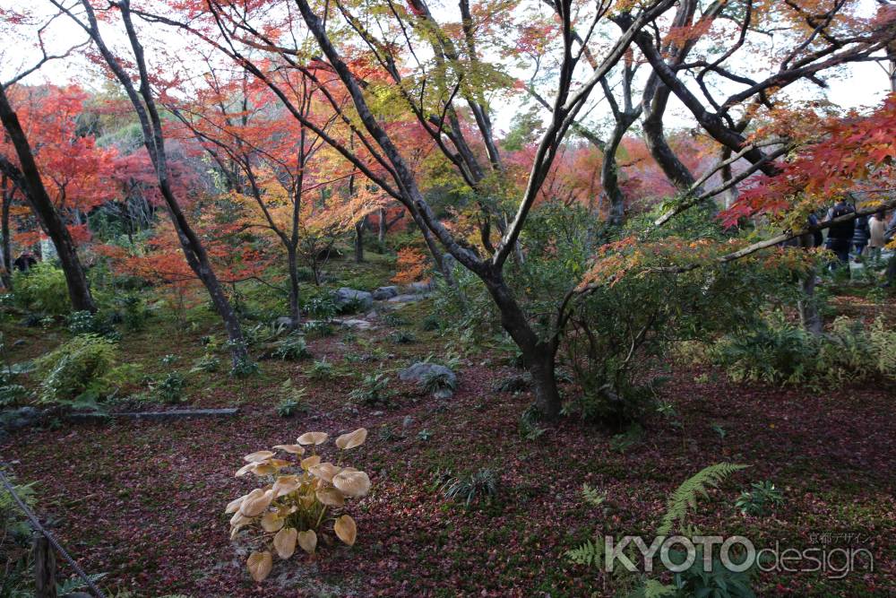 宝厳院5