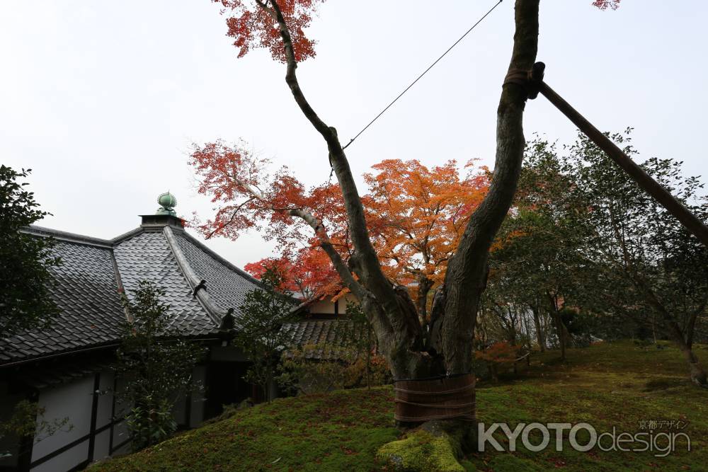 霊鑑寺18