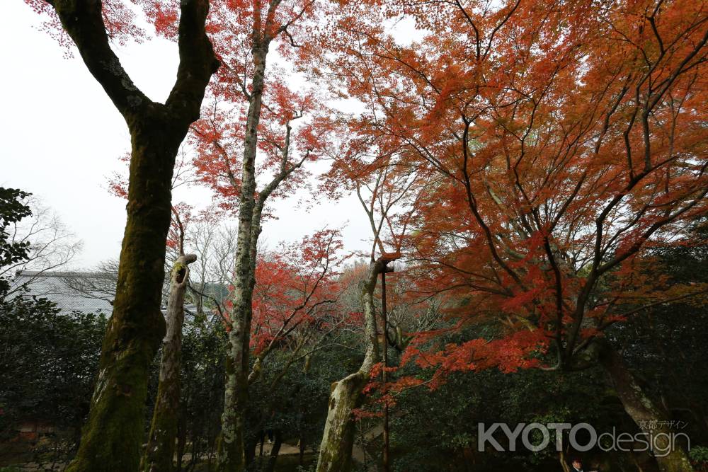 霊鑑寺19