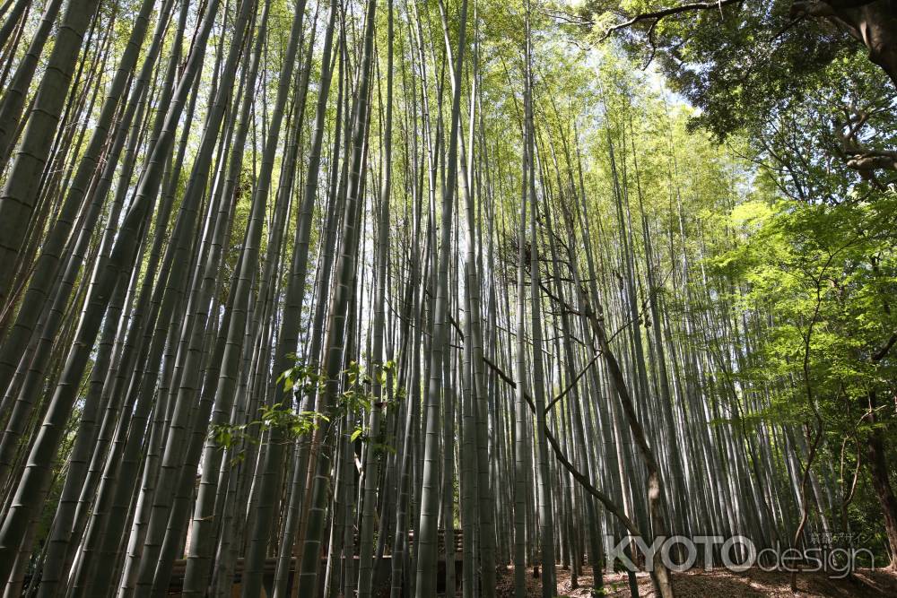 地蔵院 (竹の寺)5