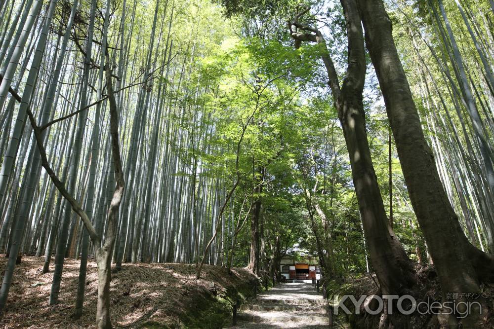 地蔵院 (竹の寺)6