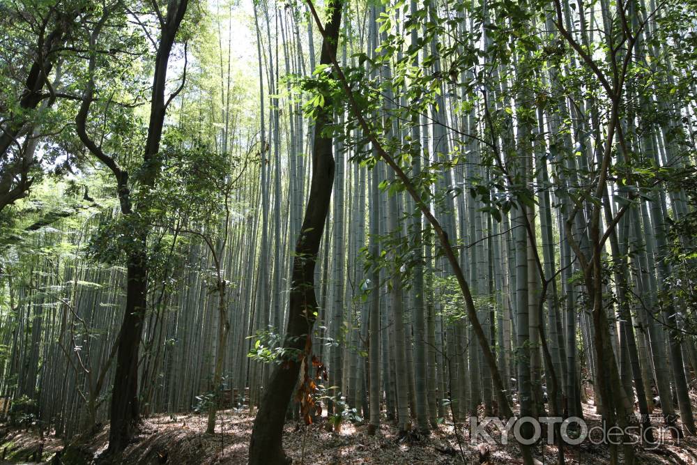 地蔵院 (竹の寺)7