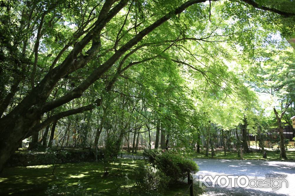 地蔵院 (竹の寺)14