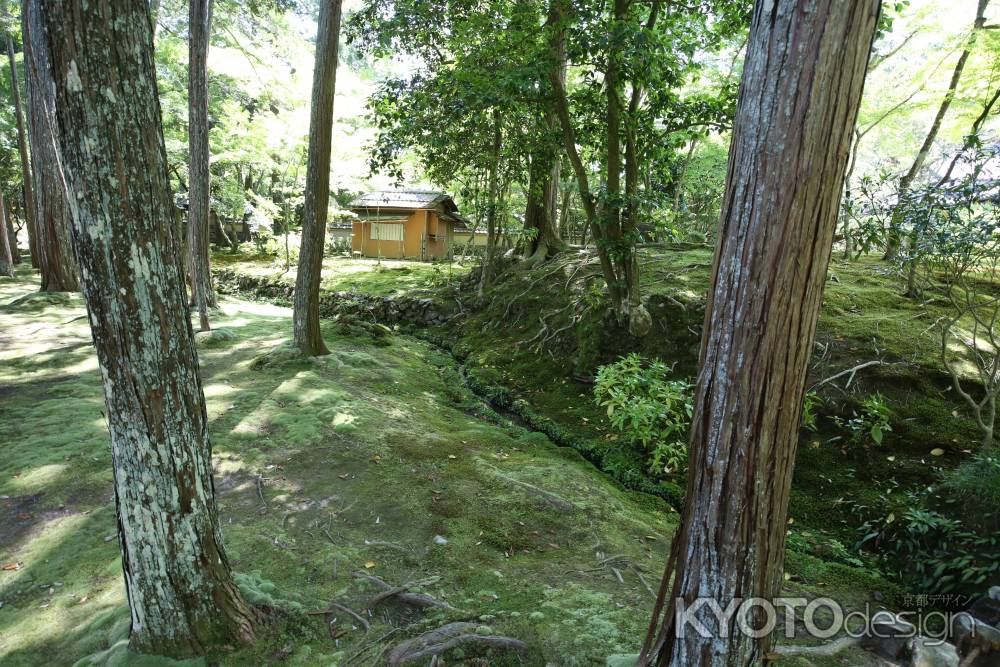 西方寺 (苔寺］17