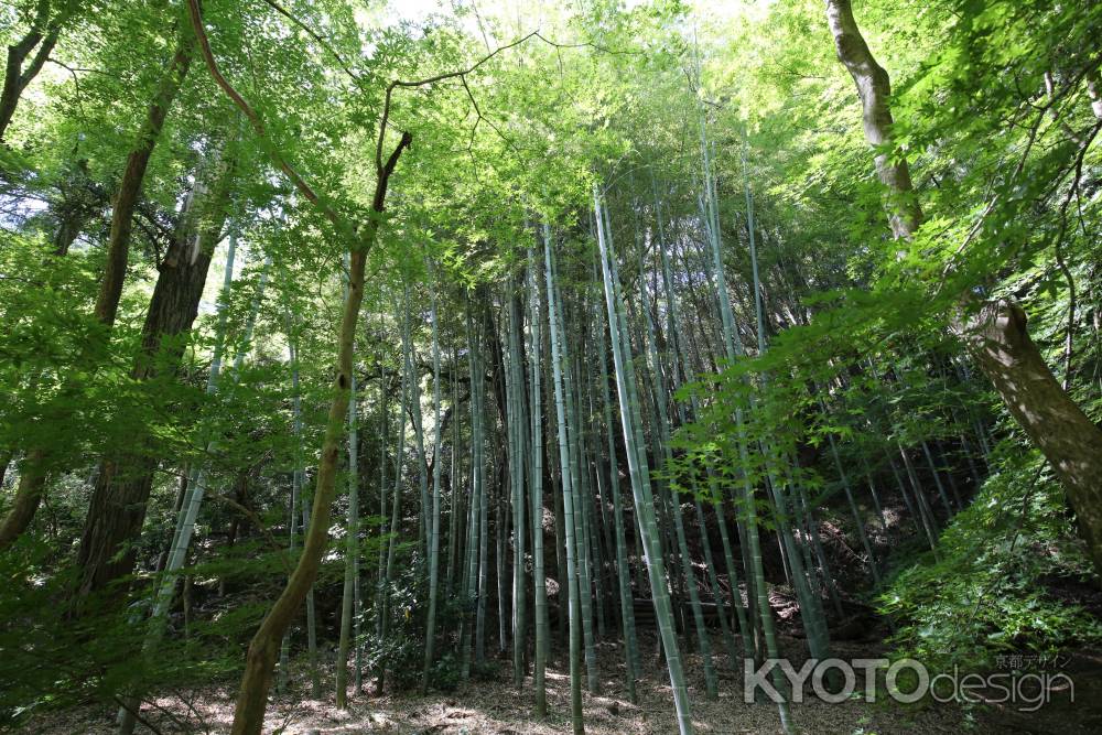 西方寺(苔寺)38