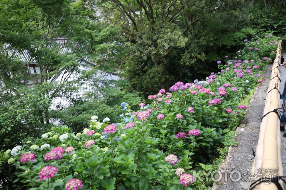 楊谷寺(柳谷観音) あじさい