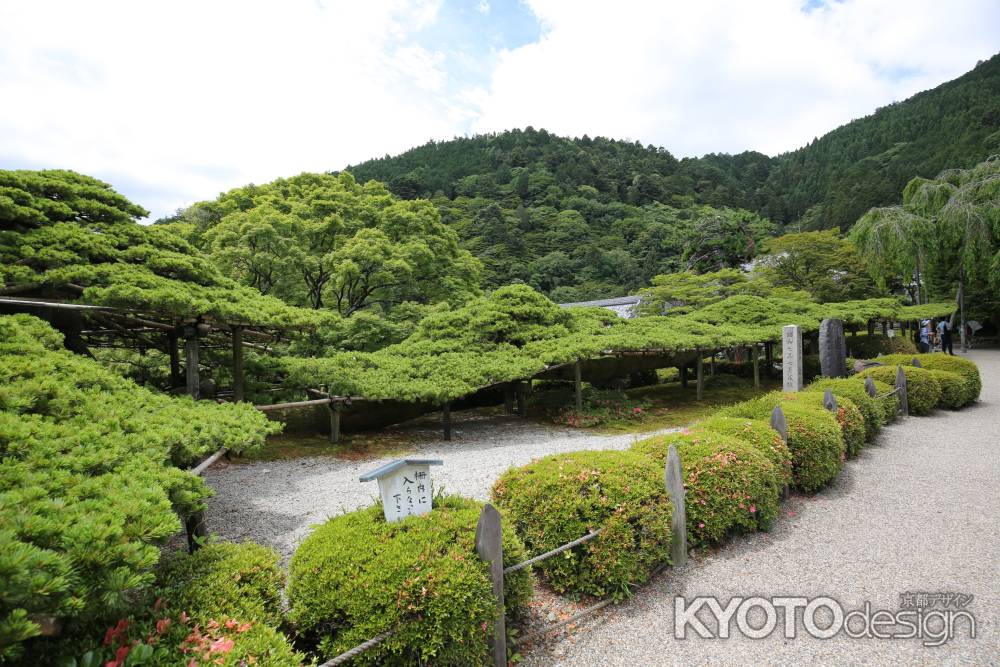 善峯寺　遊龍の松