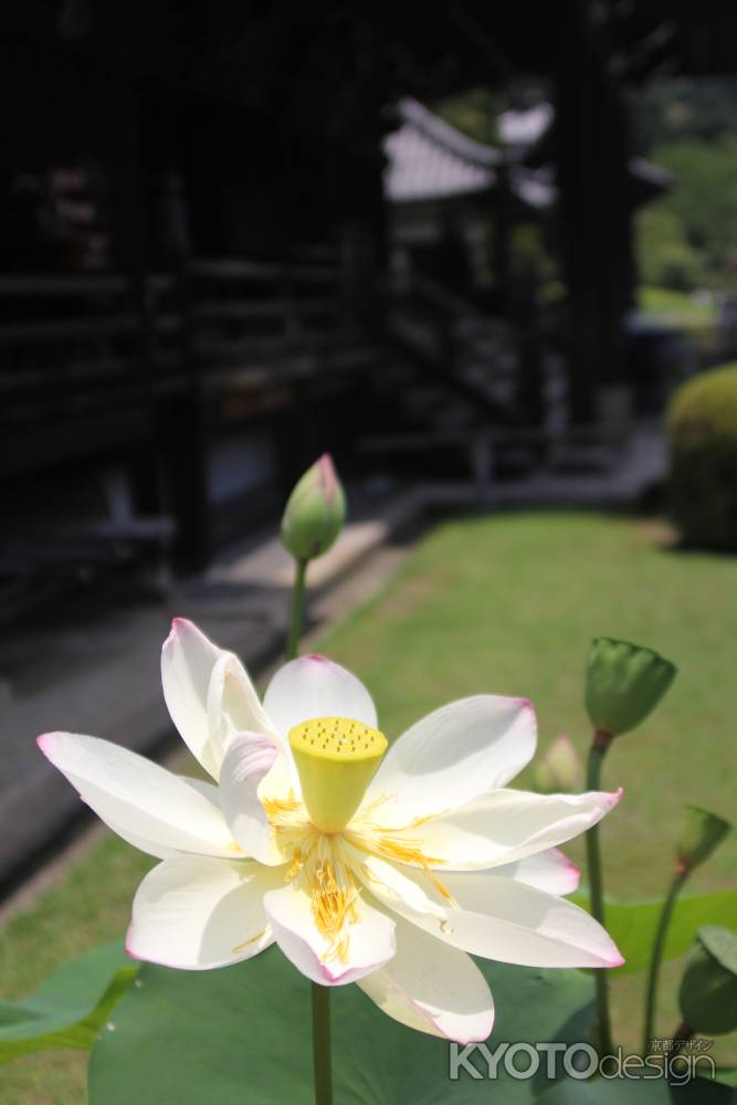 三室戸寺の本堂と一輪のハス