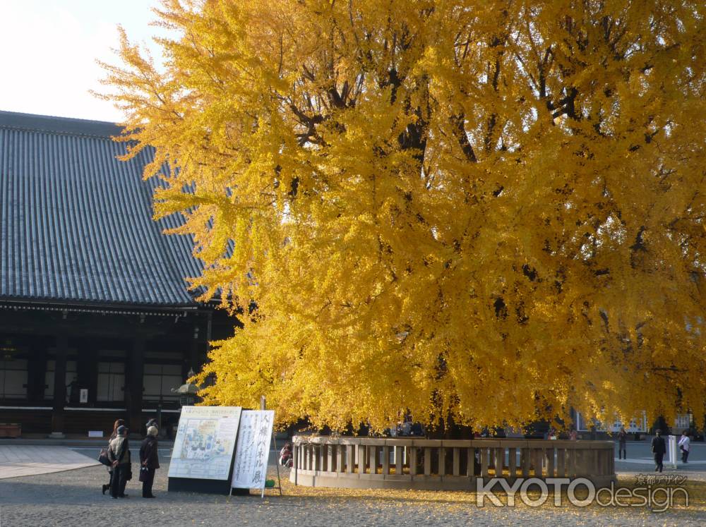 西本願寺の大きなイチョウ