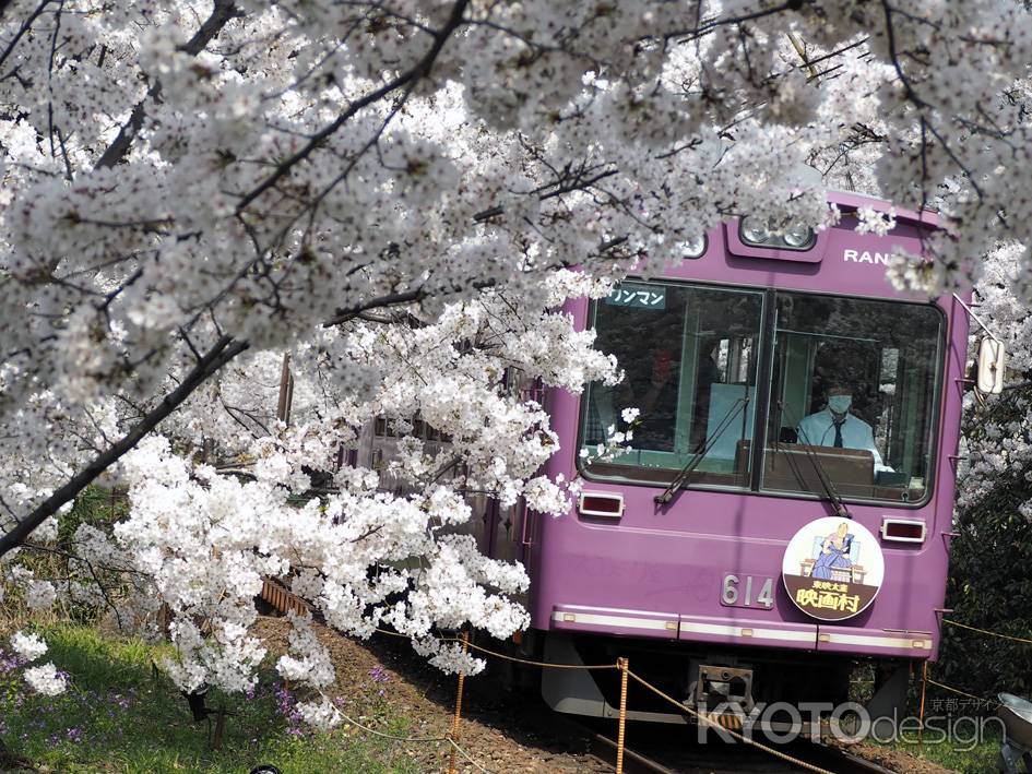 嵐電　桜のトンネル　２