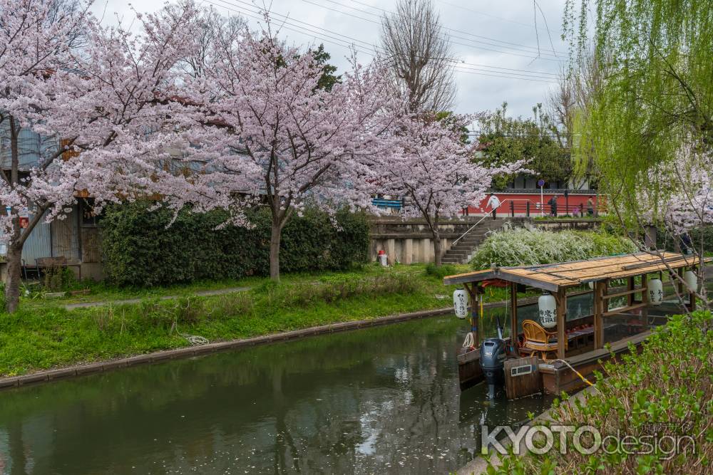 伏見の濠川沿いの桜と十石舟