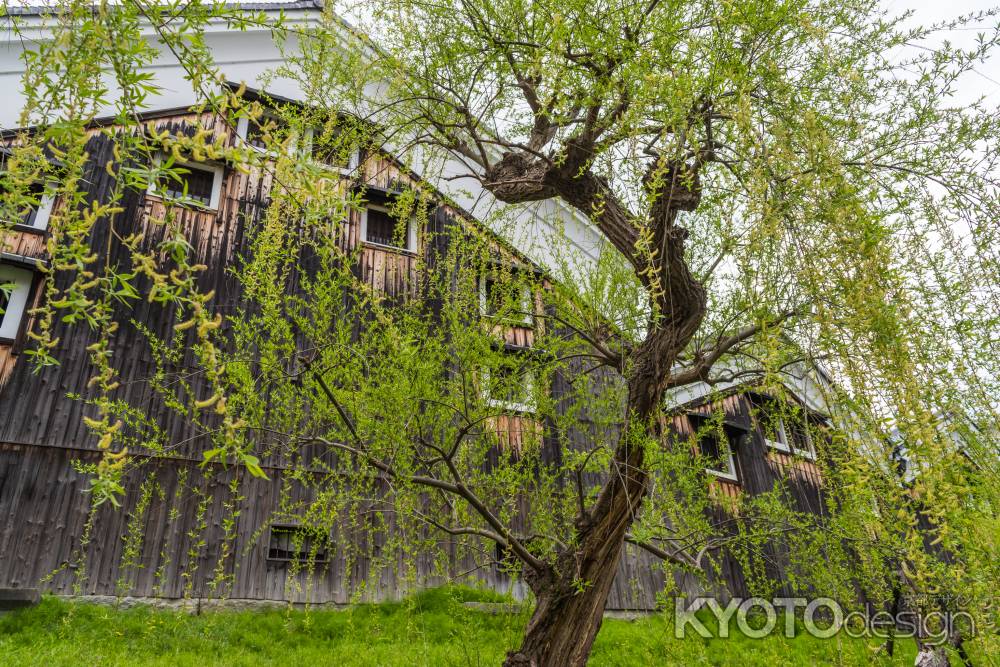 伏見の濠川沿いの柳と酒蔵