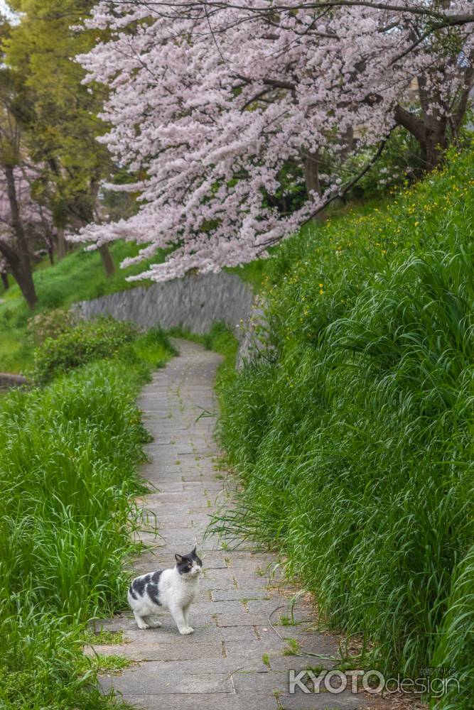 伏見の濠川沿いの花見猫