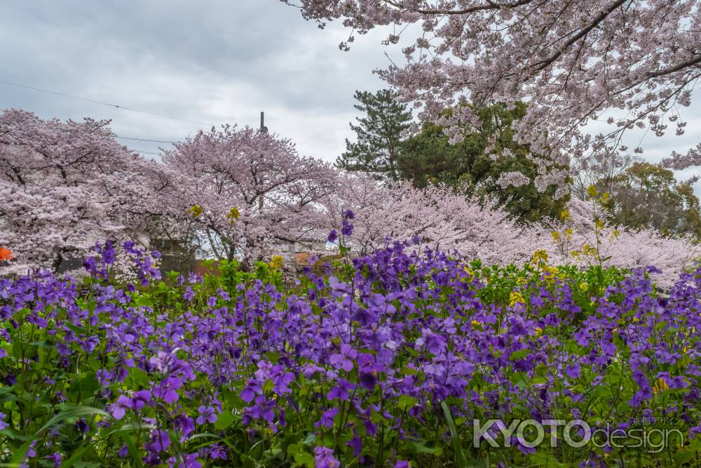 伏見の濠川沿いの桜とスミレ