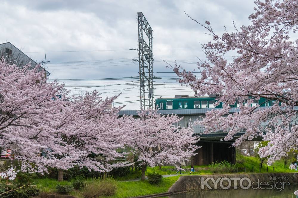 伏見の濠川沿いの桜と電車