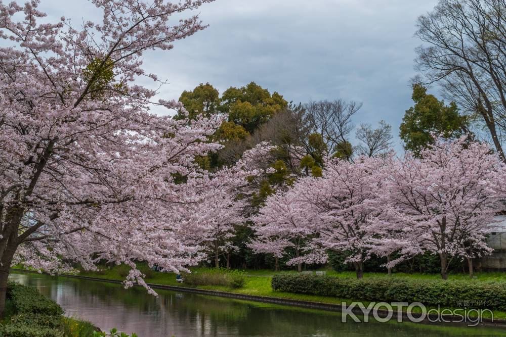 伏見の濠川沿いの桜