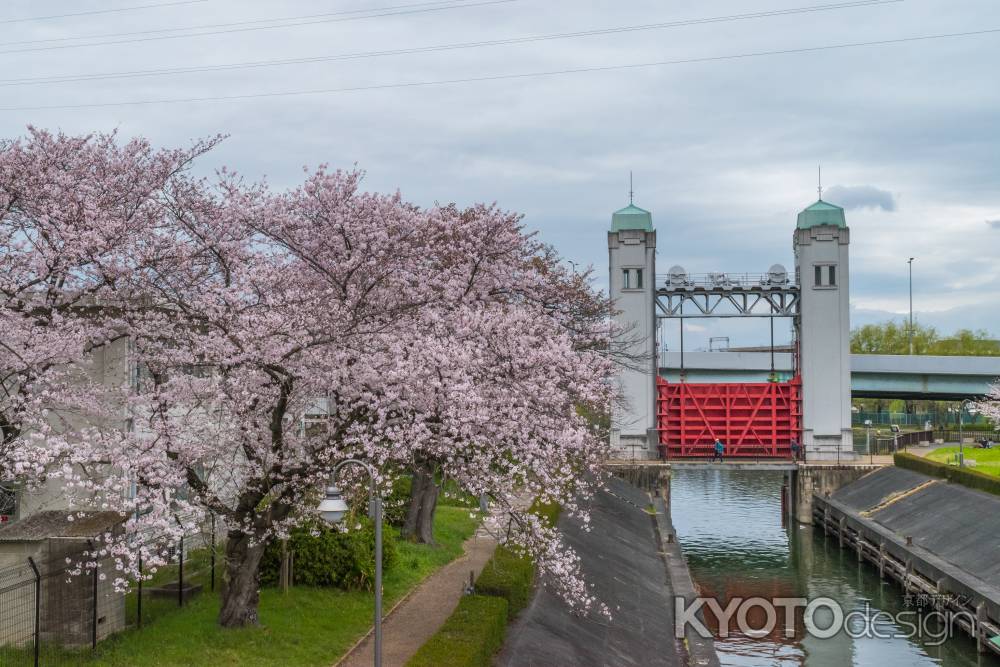 伏見の濠川と宇治川をつなぐ三栖閘門と桜