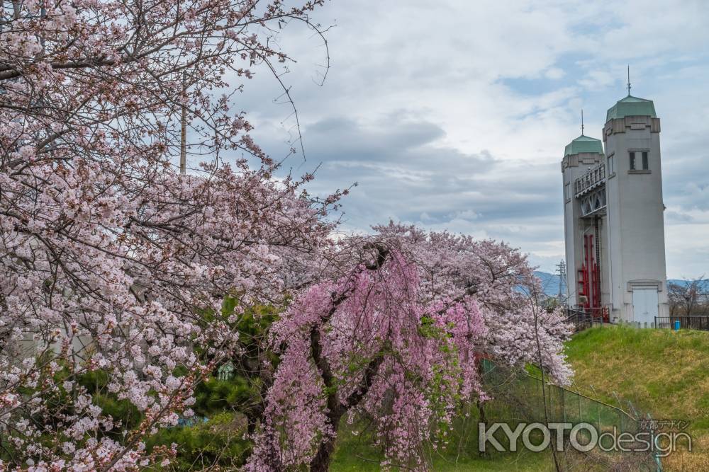 伏見の濠川の水門、三栖閘門と桜