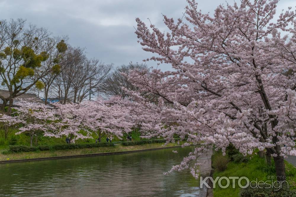 伏見の濠川沿いの桜