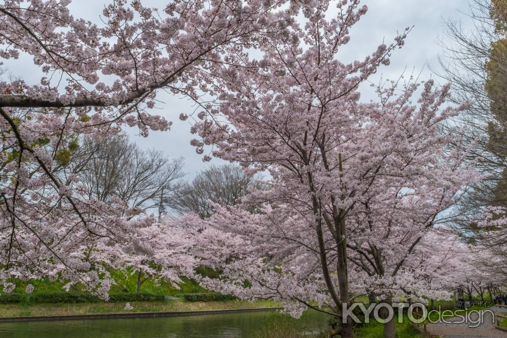 伏見の濠川沿いの桜