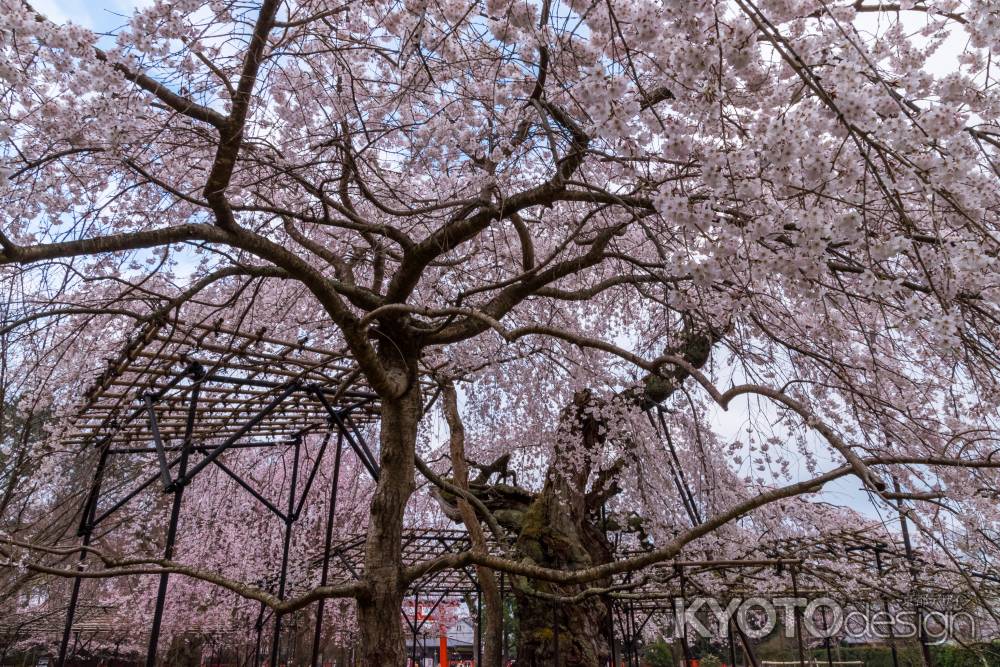 上賀茂神社の御所桜