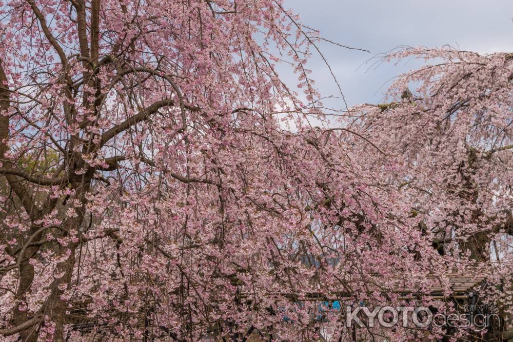 上賀茂神社の御所桜