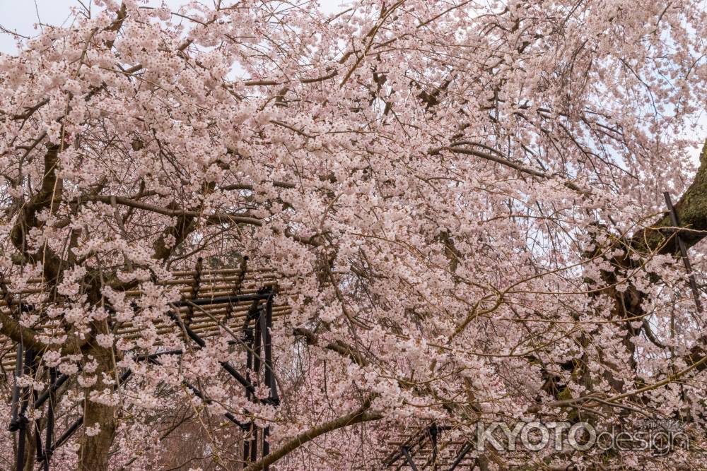 上賀茂神社の御所桜