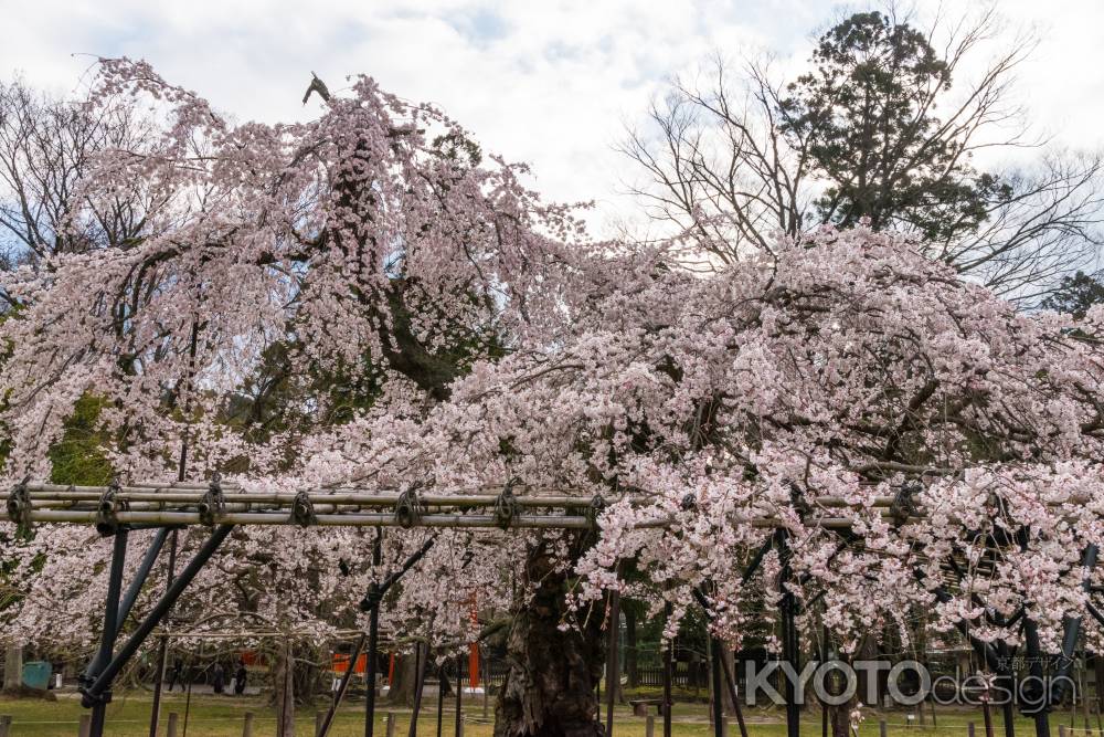 上賀茂神社の御所桜1