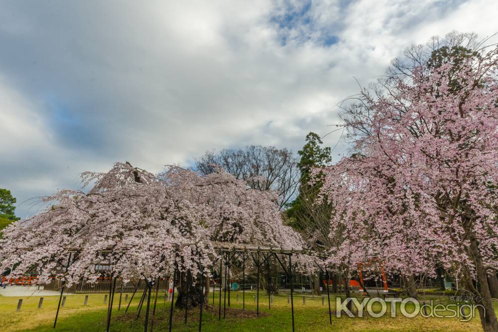 上賀茂神社の御所桜4