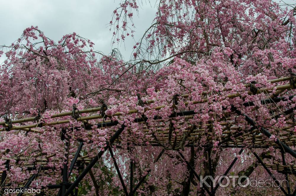 上賀茂神社の斎王桜