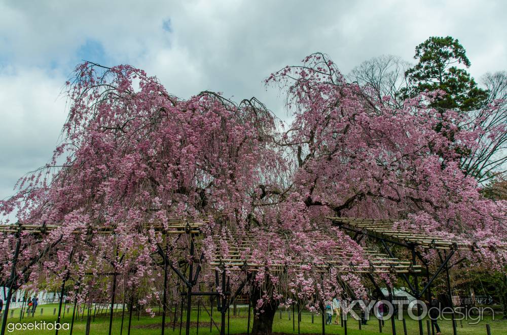 上賀茂神社の斎王桜、全景