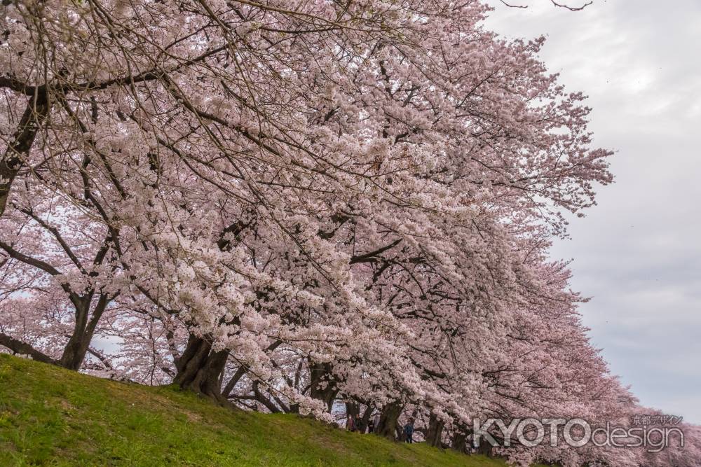 背割堤の桜並木、全景