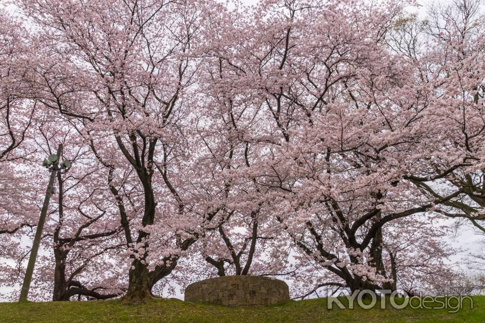 背割堤の桜並木を見上げる