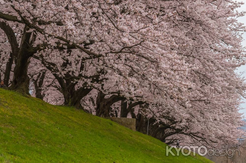 背割堤の桜の壁