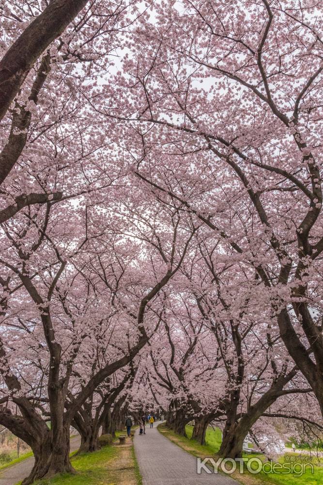 背割堤の遊歩道は桜のトンネルに